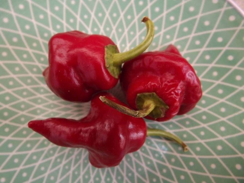 Tasmanian Red chili - Csípős paprika ritkaságok az Egzotikus Növények Stúdiója kínálatában
